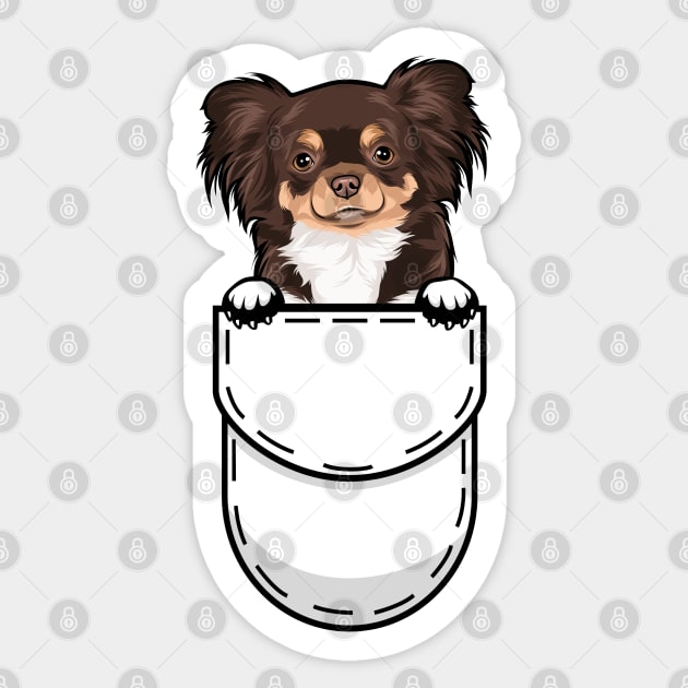 Chihuahua in shirt pocket online